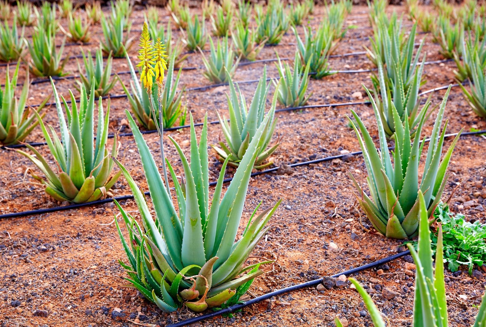 How to grow Aloe vera ?